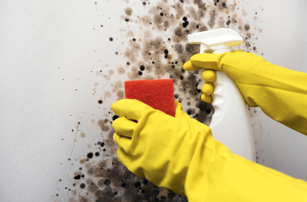 Best Commercial Mold Remediation in Lake Kerr, FL