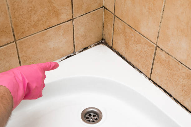 Best Health and Safety Mold Remediation in Lake Kerr, FL